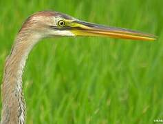 Purple Heron