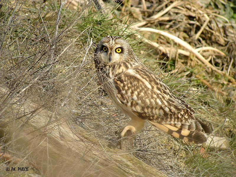 Hibou des marais