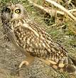 Hibou des marais