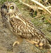 Hibou des marais