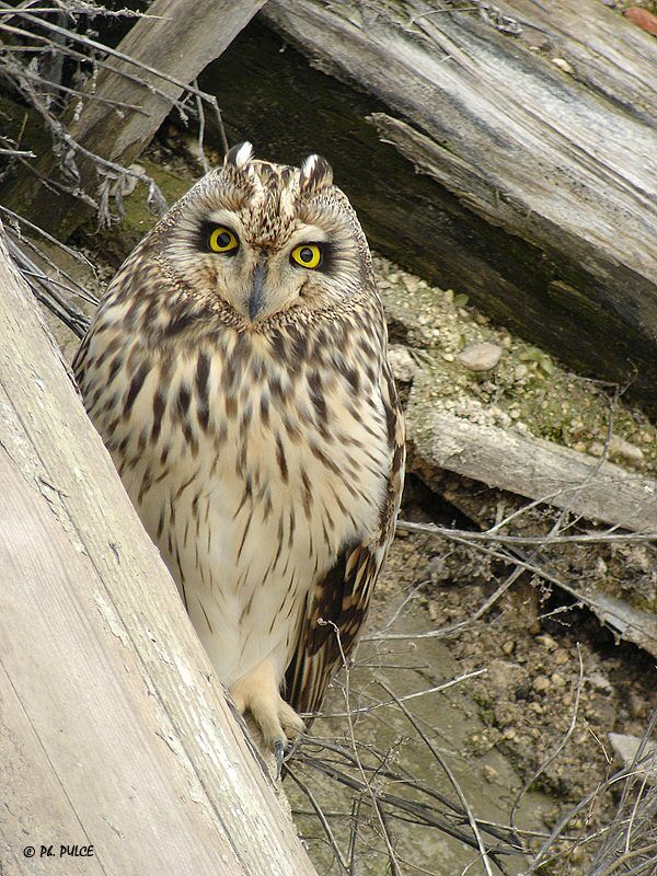 Hibou des marais