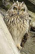 Hibou des marais