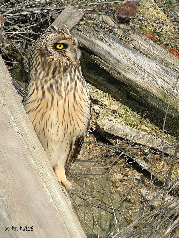 Hibou des marais