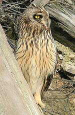 Hibou des marais