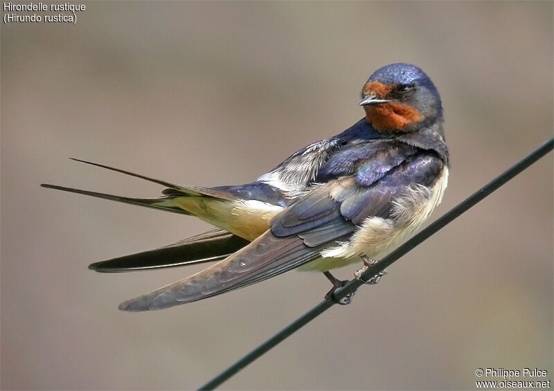 Hirondelle rustique