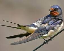 Barn Swallow