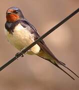 Barn Swallow