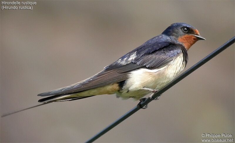 Barn Swallow