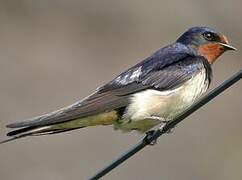 Barn Swallow