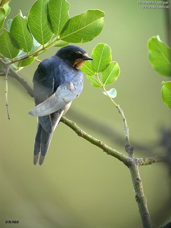 Hirondelle rustique, identification