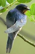 Barn Swallow