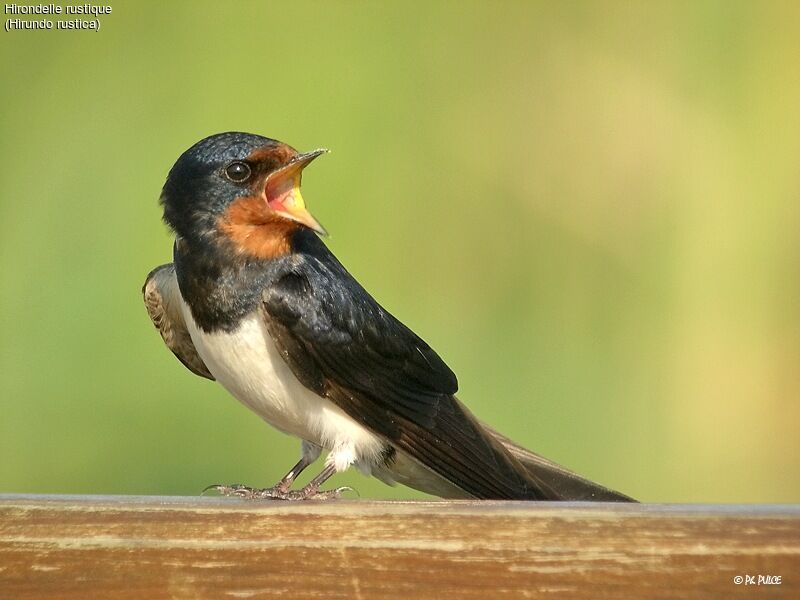 Barn Swallow