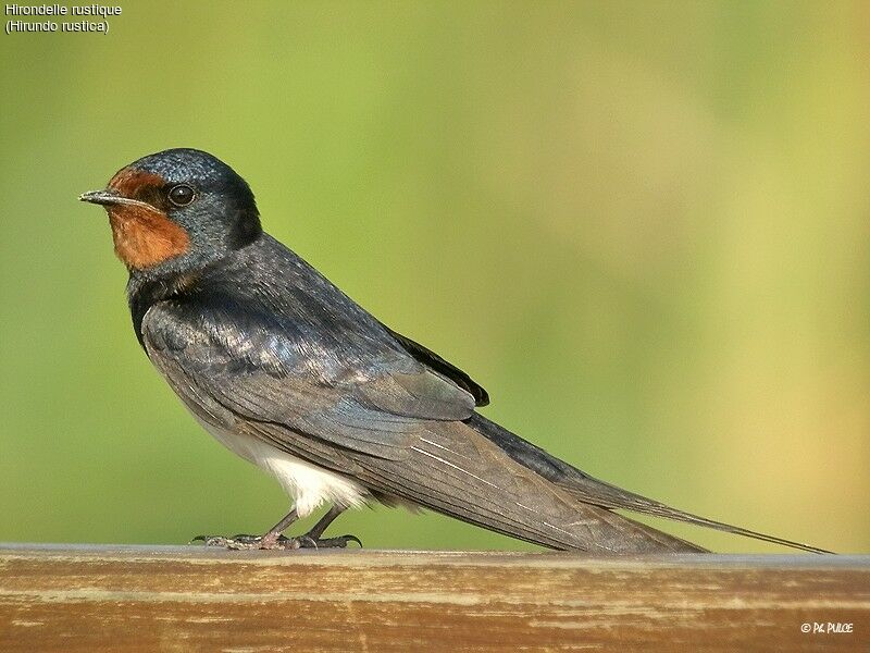 Barn Swallow