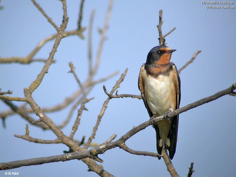 Barn Swallow