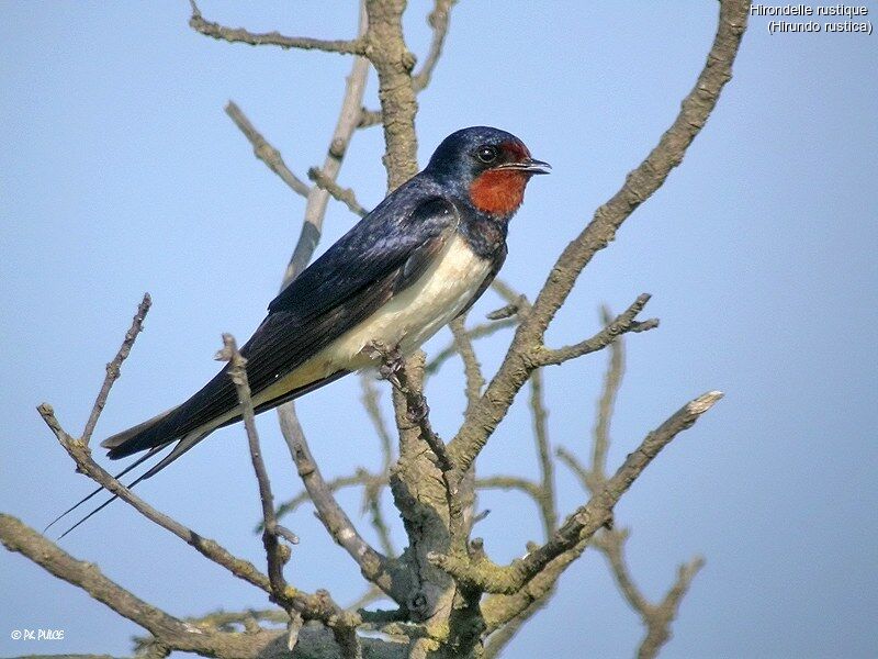 Hirondelle rustique