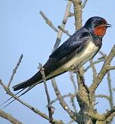 Barn Swallow