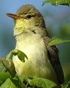 Melodious Warbler