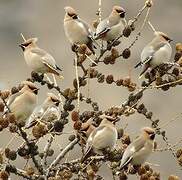 Bohemian Waxwing