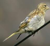 Common Linnet