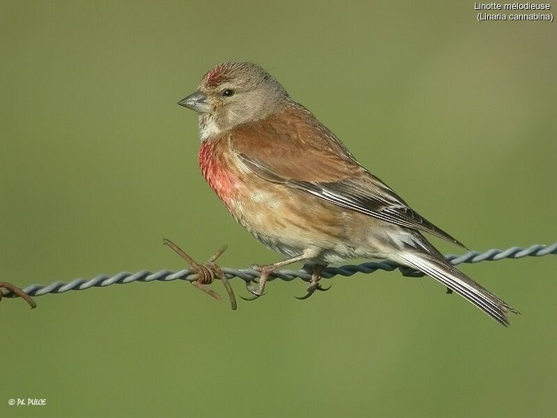 Linotte mélodieuse