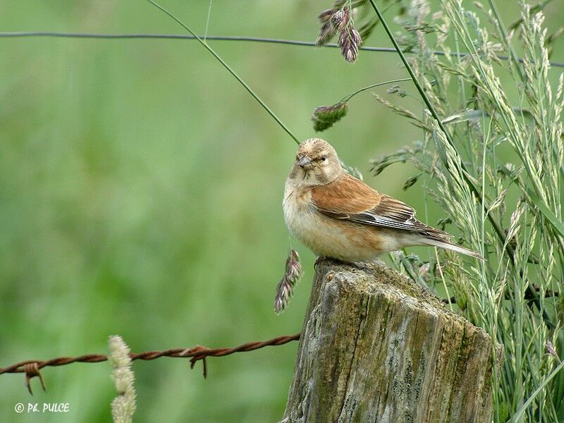 Linotte mélodieuse