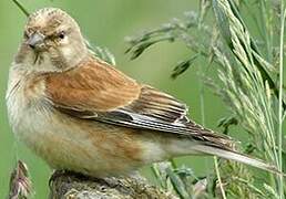 Common Linnet