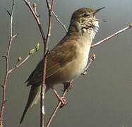 Savi's Warbler