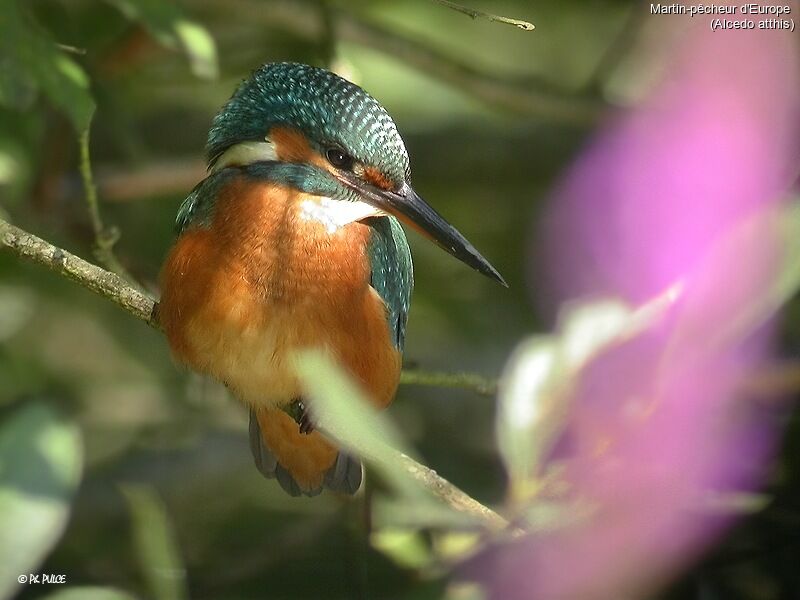 Common Kingfisher