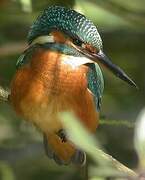 Common Kingfisher