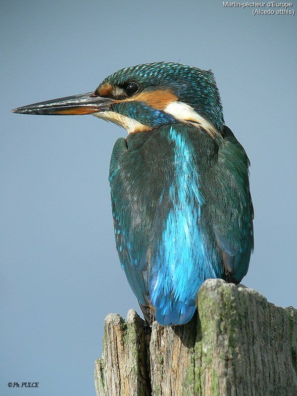 Common Kingfisher