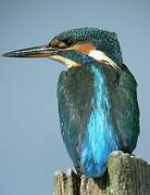 Common Kingfisher