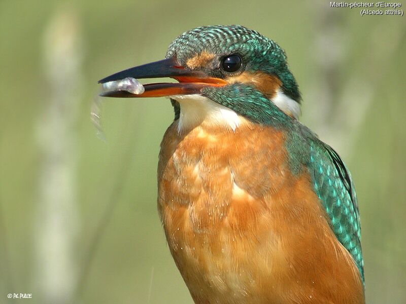 Common Kingfisher