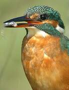 Common Kingfisher