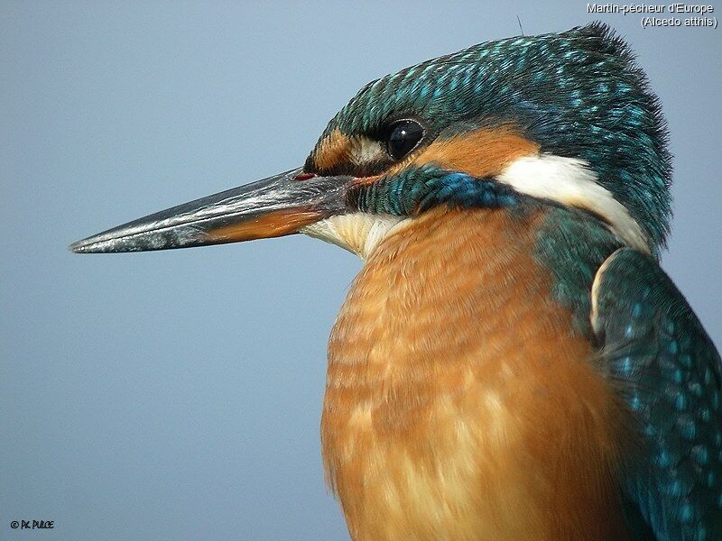 Martin-pêcheur d'Europe