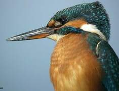 Common Kingfisher