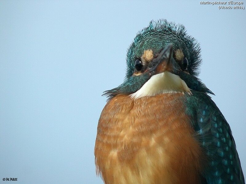 Common Kingfisher