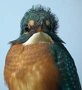 Common Kingfisher