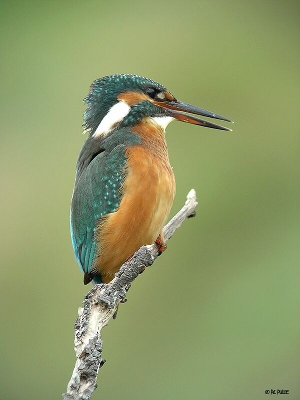 Common Kingfisher