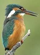 Common Kingfisher