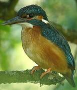 Common Kingfisher