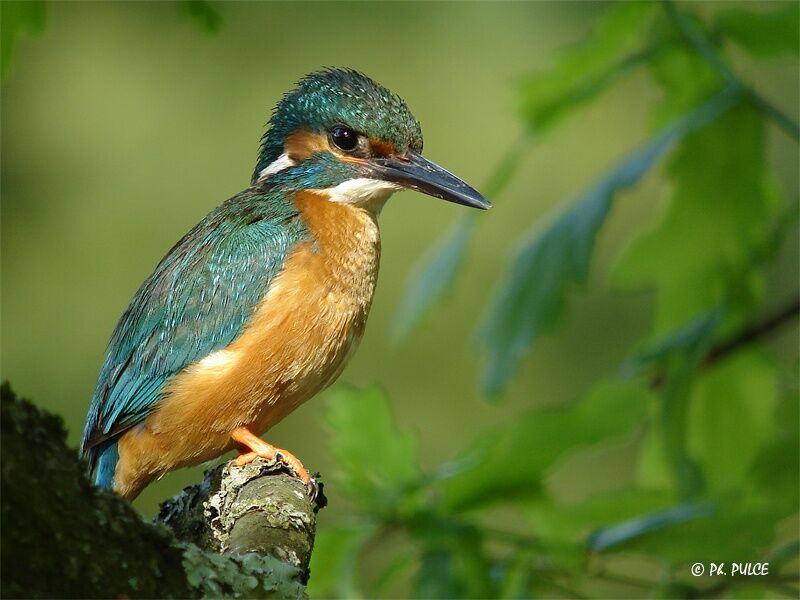 Common Kingfisher