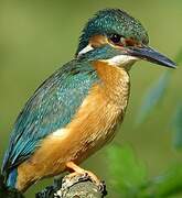 Common Kingfisher