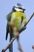 Eurasian Blue Tit