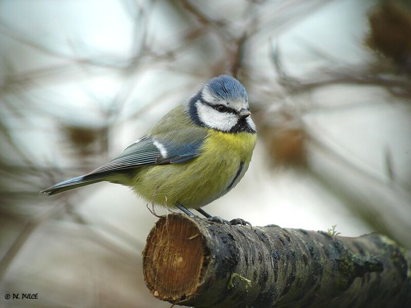 Mésange bleue