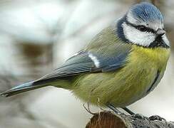 Eurasian Blue Tit