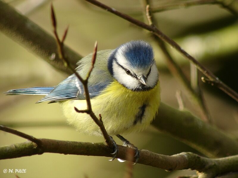 Eurasian Blue Tit