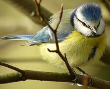 Eurasian Blue Tit