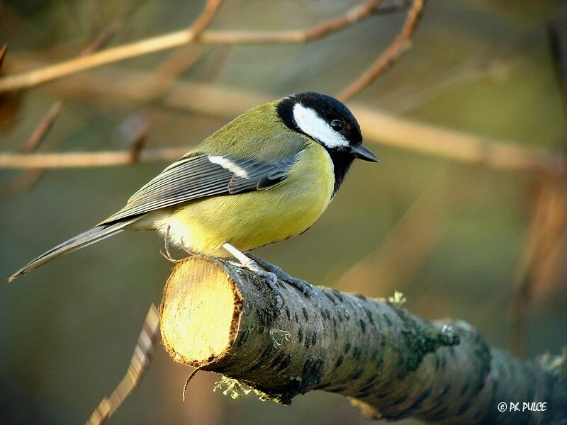 Great Tit