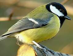 Great Tit