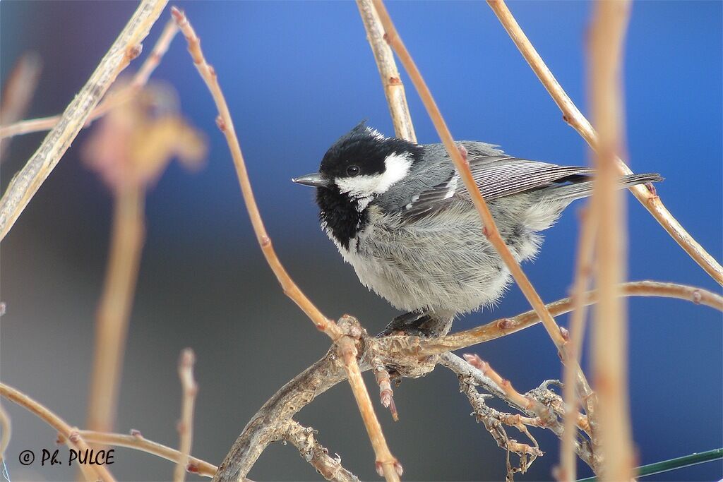 Coal Tit